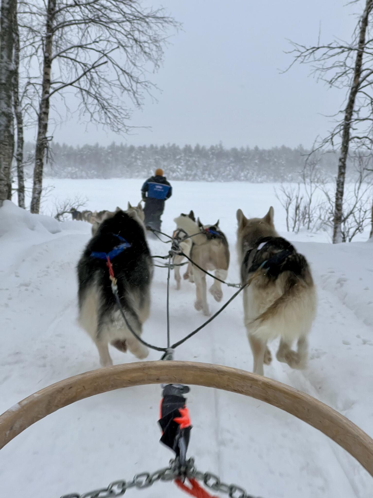 Husky d'Apukka